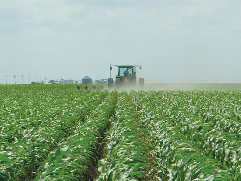 Bt_corn_field_Nebraska