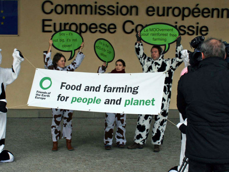 CAP01_action_cows_121010