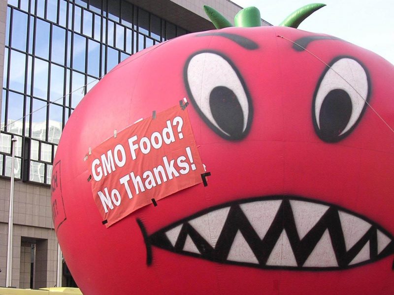 GMO_tomato2_2003