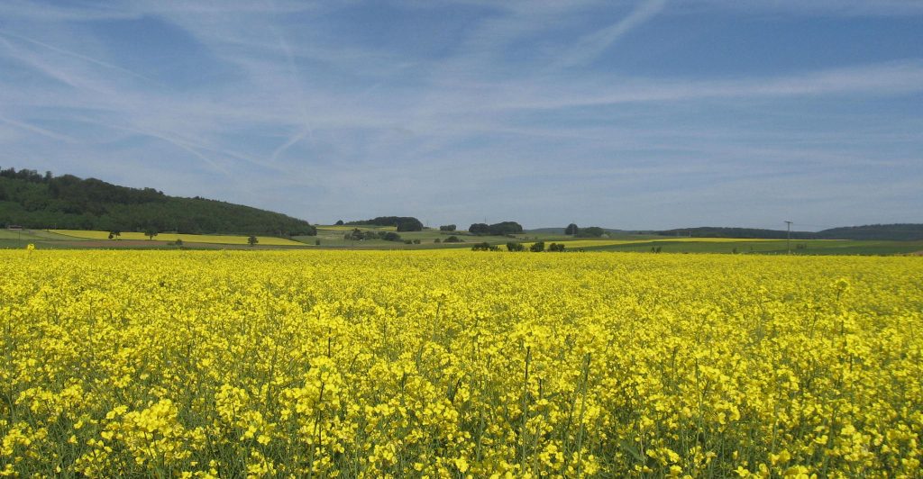 Euro MPs urged to drop support for biofuels