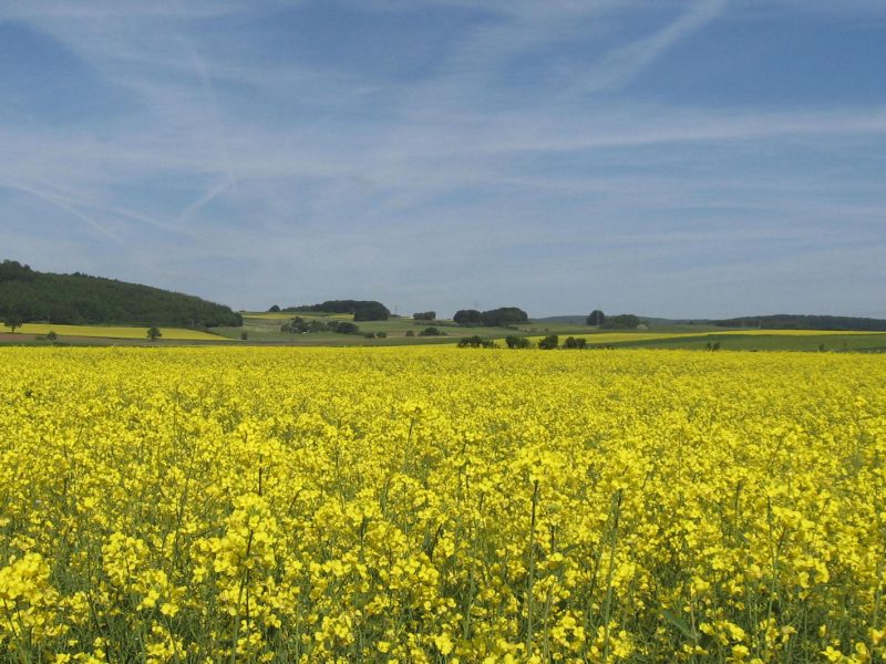 ILUC_rapeseed_stock