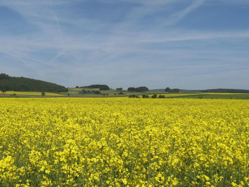 ILUC_rapeseed_stock