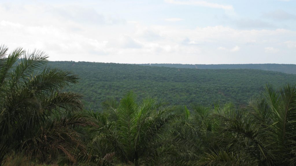 NEW REPORT: Malaysian palm oil: Green gold or green wash?