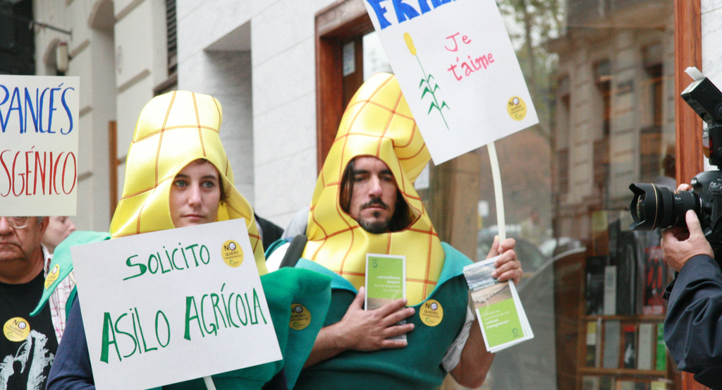 Spanish non-GM maize seek asylum in French Embassy