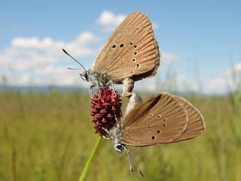 Swiss_Butterfly_Maculinea_nausithous