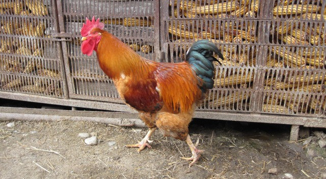foee_stock_chicken