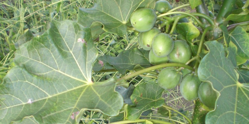 Airlines urged to move away from destructive jatropha