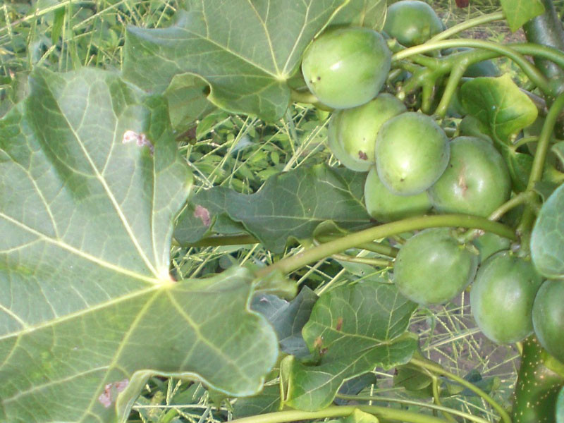 jatropha_generic