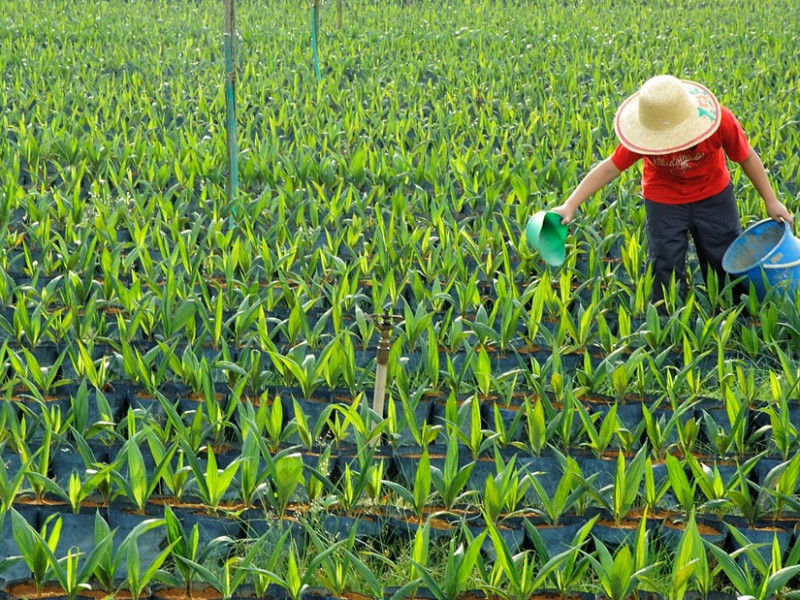 agrofuel_palm_c_dreamstime