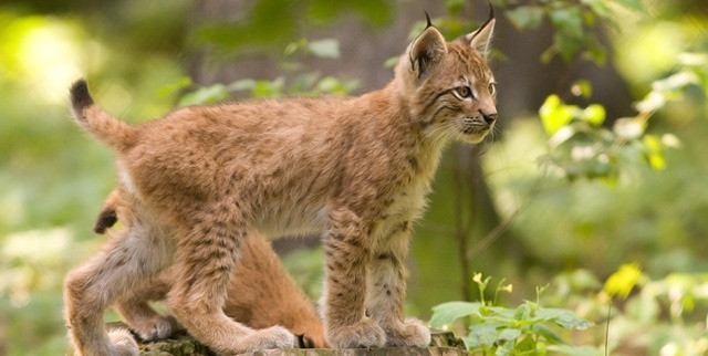 lynx_cub