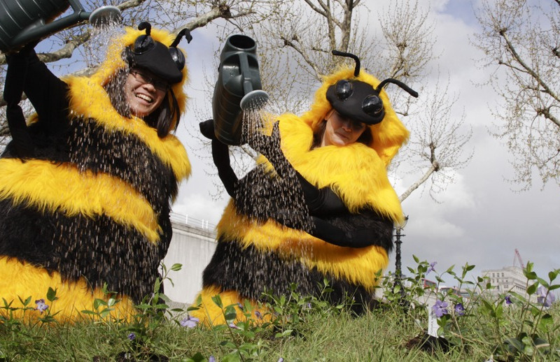 bee_cause_11_april_2012