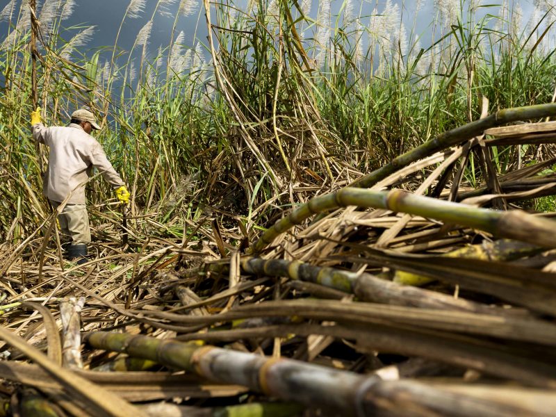 field_worker_cutting_sugarcane_istock_photo_purchased