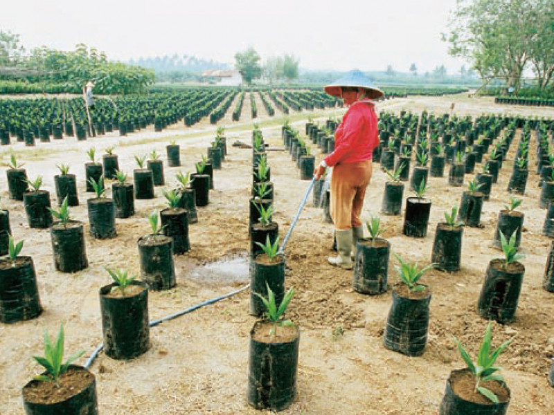 palm_oil_production_c_aulia_erlangga_foeewni