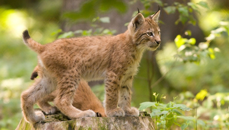 czech_conservation_lynx_cub