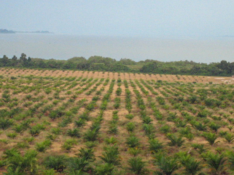 uganda_palms_lake_shore