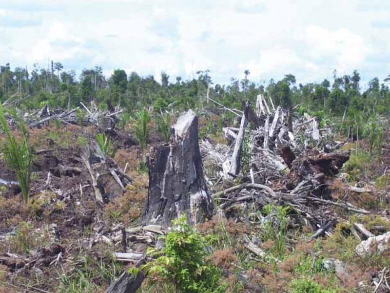 cleared_peatland_ketapang_indonesia_c_milieudefensie