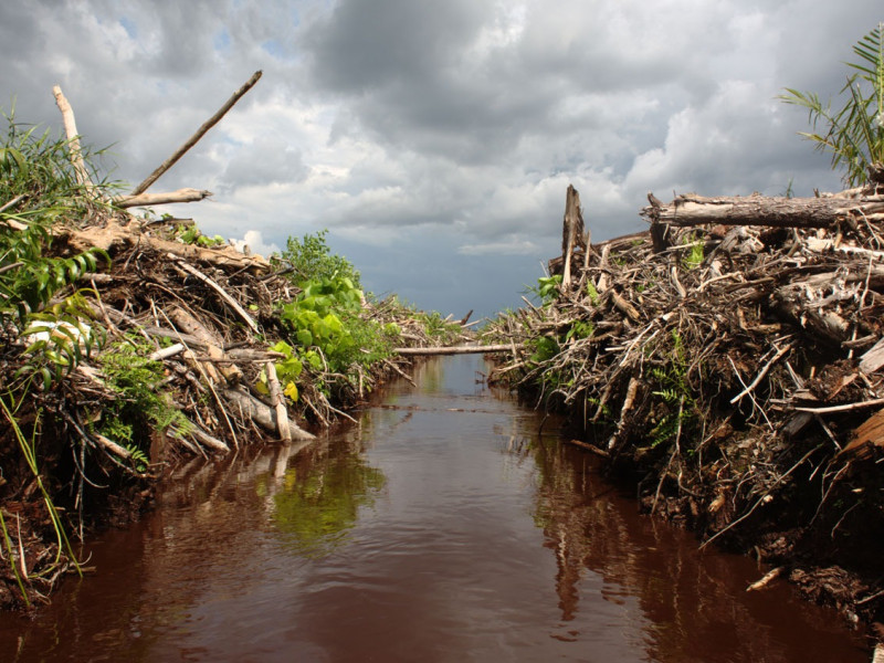 peatland_indonesia