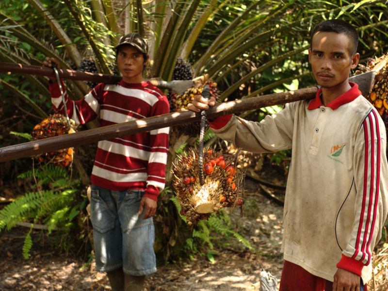 plam_oil_jason_taylor