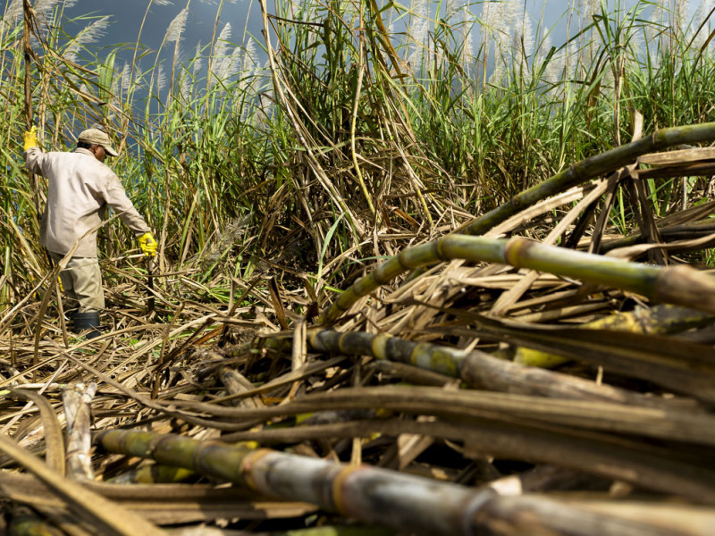 agrofuel_stock_c_istock