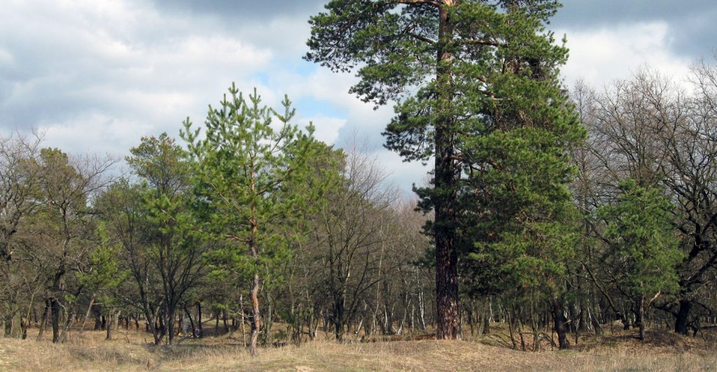 Samara forest needs protection