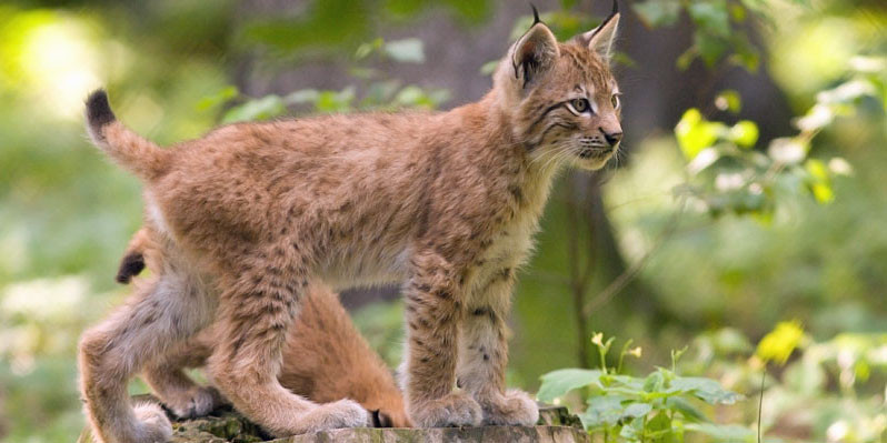 czech_conservation_lynx_cub