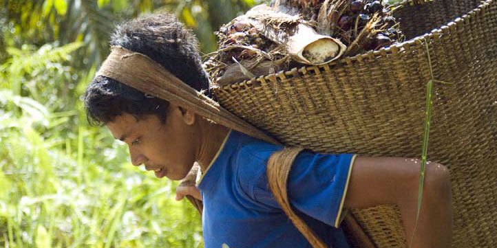 palm_oil_harvesting_in_indonesia_c_foee