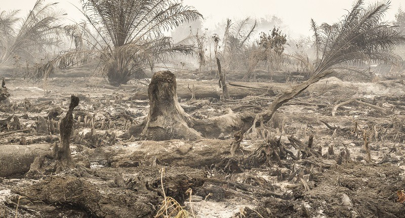 1burnt_young_palms_in_peat