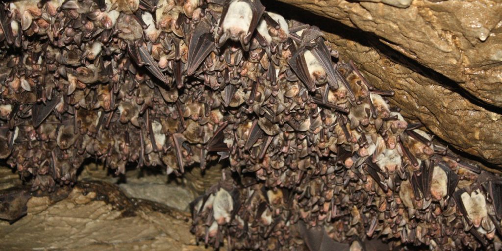 Bat-tling to save nature in Bosnian caves