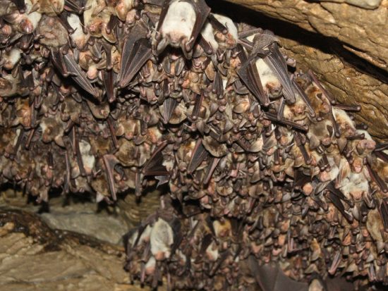 loads_of_bats_in_a_cave