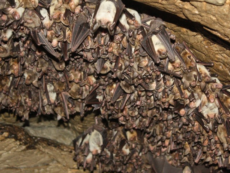 loads_of_bats_in_a_cave