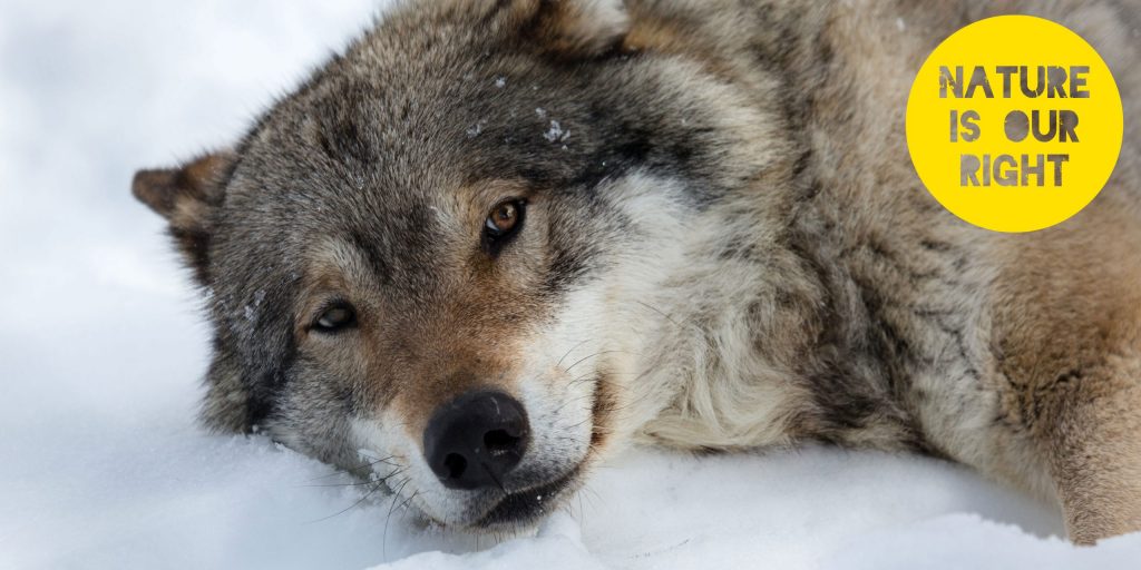 Norway’s endangered wolves back in the firing line