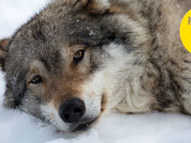 wolf (c) Cecille Stonseby