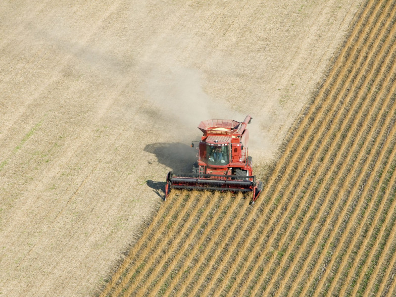 Soy plantation
