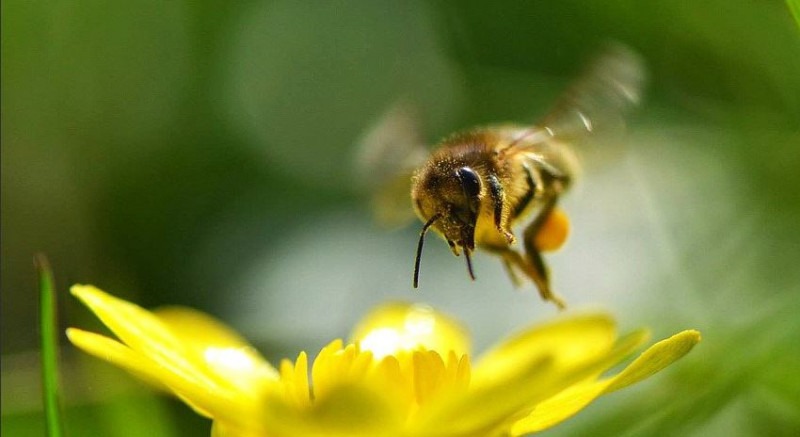 EU set to vote on bee-harming pesticides