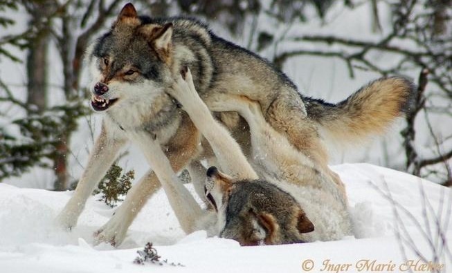 Norway wants to kill most of its wolves – again