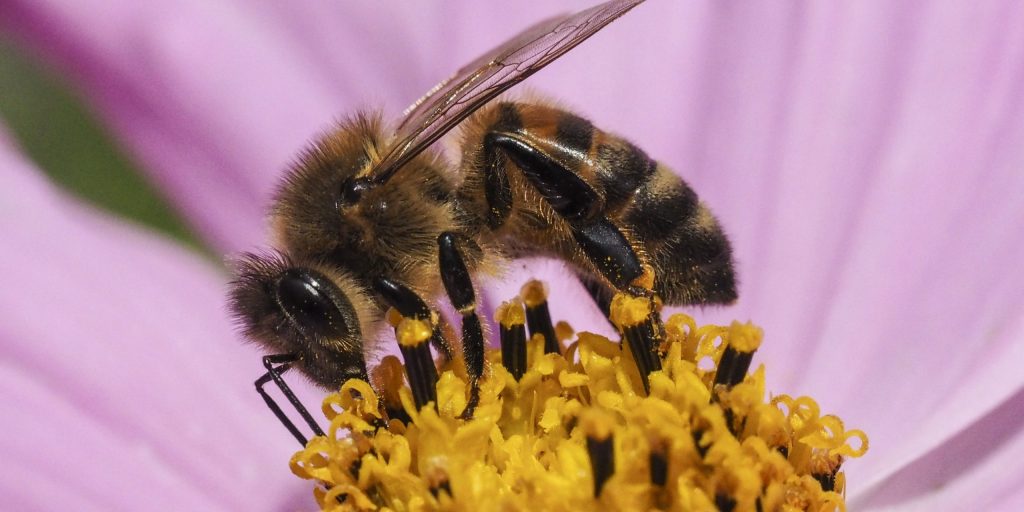 EU bans bee-killing neonic pesticides