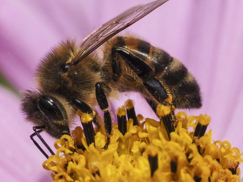 Honey bee on cosmos flower