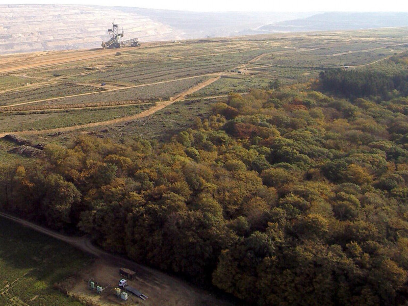 Hambach Forest at threat