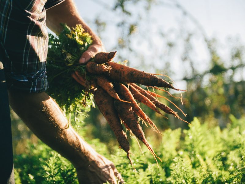 Peasant picking carrots