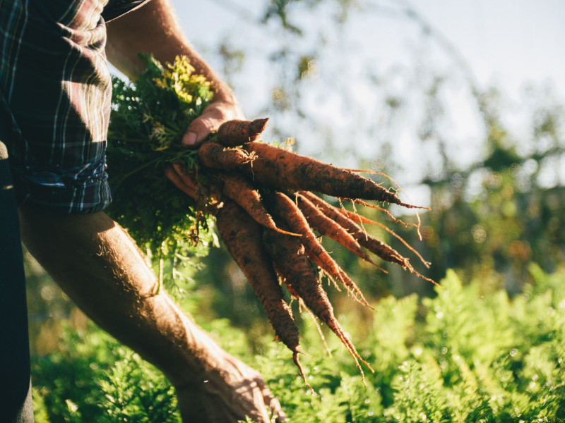 Peasant picking carrots
