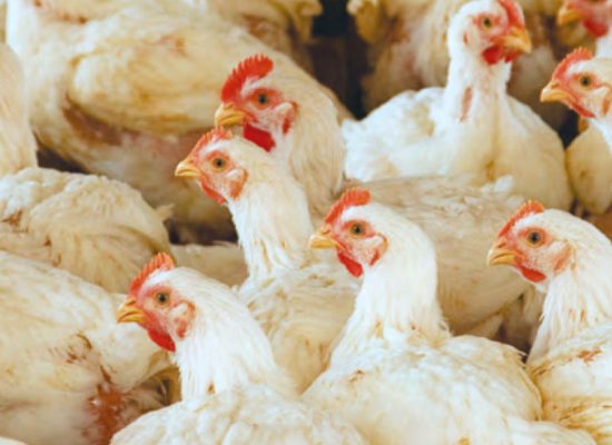 Factory-farmed chickens