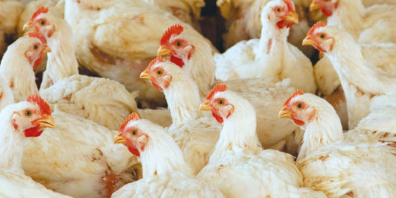 Factory-farmed chickens