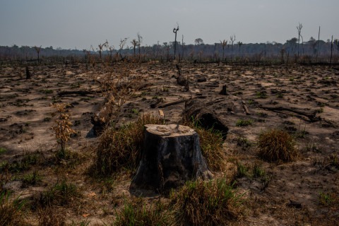 Deforestation in the Amazon. (C) Victor Moriyama