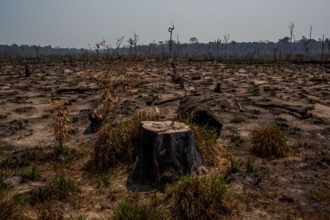 Rainforest Mafias: How Violence and Impunity Fuel Deforestation in Brazil's