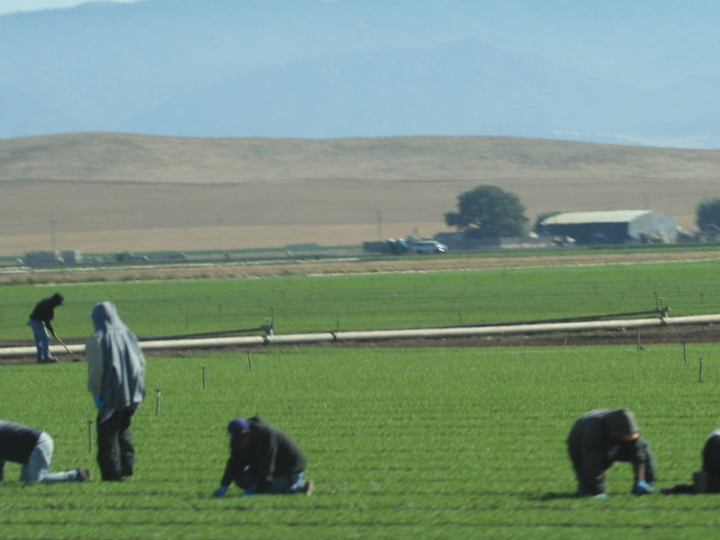 Farm workers