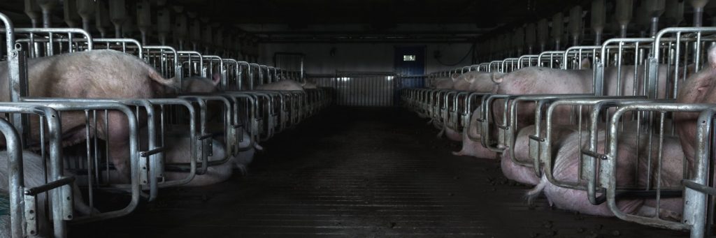 Nowy Dwór, Poland: a case to defeat an expanding animal factory